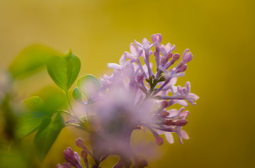 丁香花