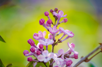 丁香花