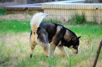 哈士奇犬