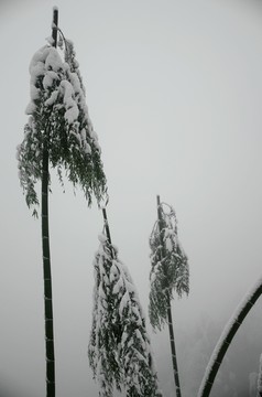 雪景