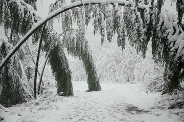 雪景