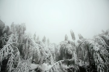 雪景