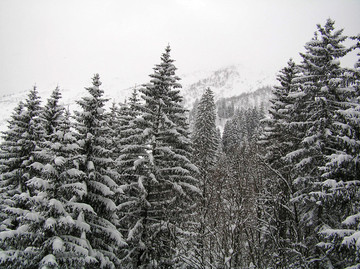 白雪与松树