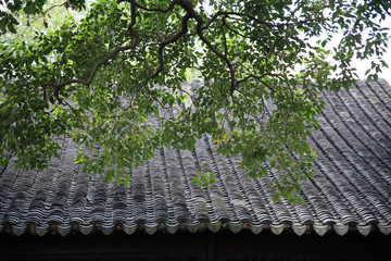 青瓦屋顶 绿树