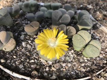 石頭花 屁股花 多肉
