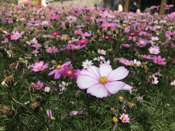 格桑花 波斯菊