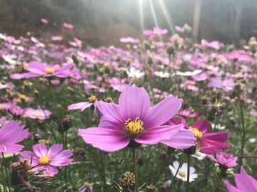 格桑花 波斯菊