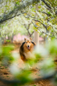 苏格兰牧羊犬