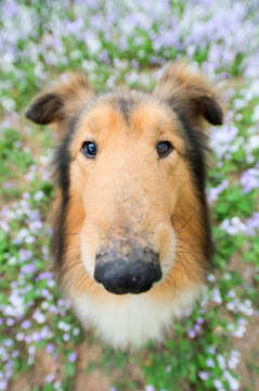 苏格兰牧羊犬