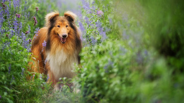 苏格兰牧羊犬