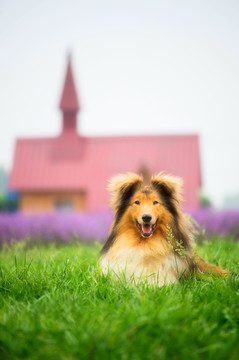 苏格兰牧羊犬