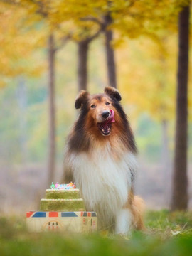 苏格兰牧羊犬