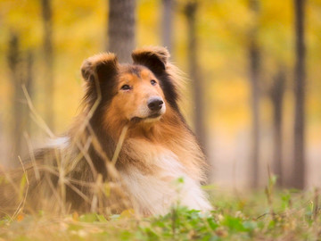 苏格兰牧羊犬