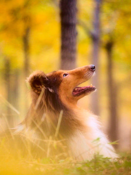 苏格兰牧羊犬