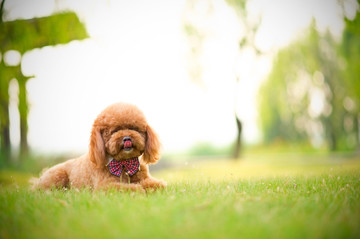 泰迪犬