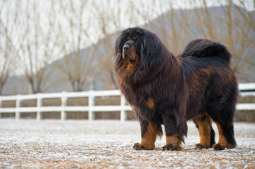 西藏獒犬