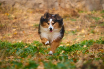 喜乐蒂牧羊犬