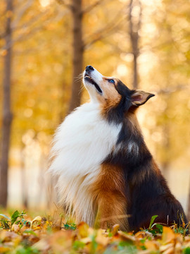 喜乐蒂牧羊犬