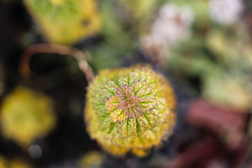 高原植被