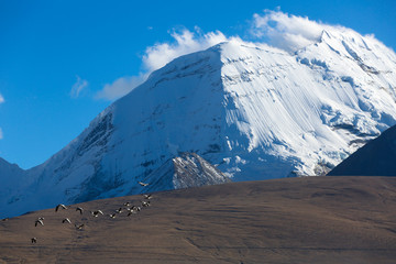 雪山和候鸟