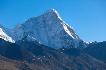 雪山和候鸟