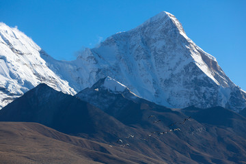 雪山和候鸟