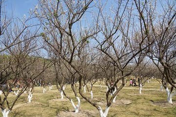 梅花 梅树林 梅树 蓝天梅树林