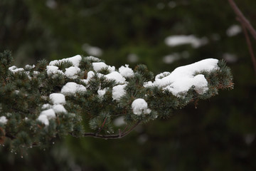 白雪树梢