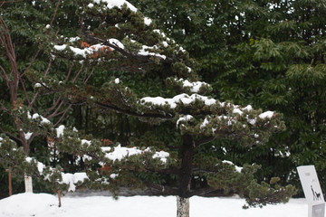 白雪树干