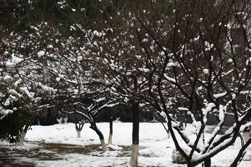 白雪树干