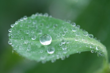 叶 露水