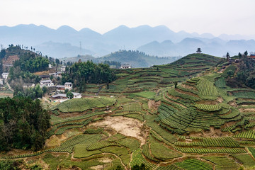 恩施富硒茶园 伍家台