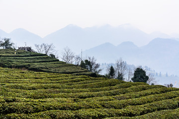 恩施富硒茶园