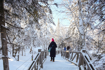 积雪森林 白雪皑皑 树林 积雪