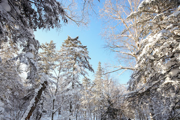 积雪森林 白雪皑皑 树林 积雪