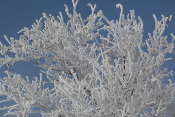 雪淞