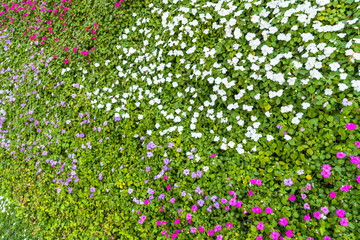 鲜花植物墙