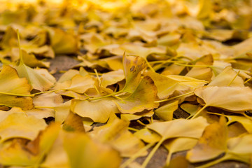 秋天银杏树落叶