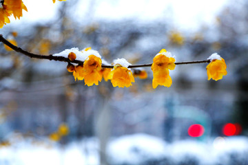 雪中腊梅绽放