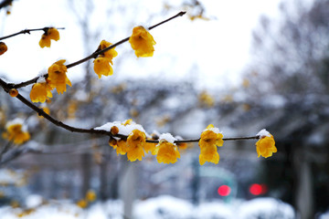 雪中腊梅花