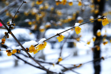 雪中腊梅花