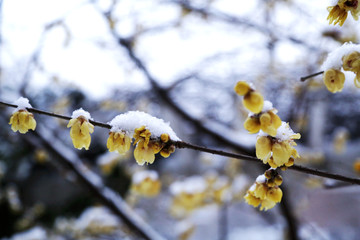 雪中腊梅花