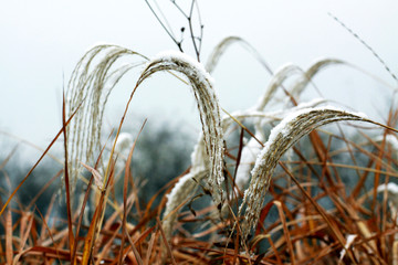 雪中芦苇