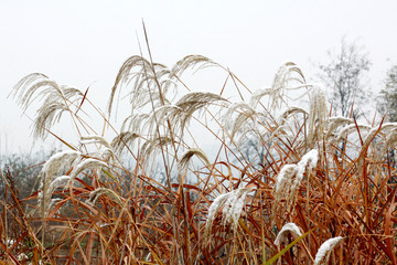 雪中芦苇