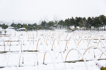 被雪覆盖的农田