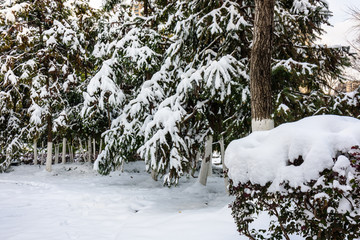 雪松