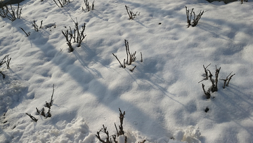 白雪皑皑