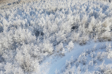 雪域雾凇