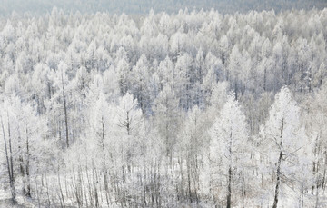 雪域雾凇