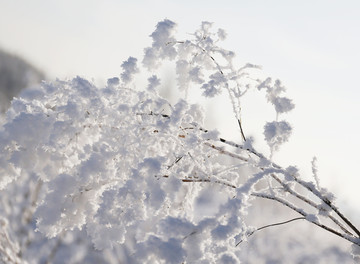 雪域雾凇